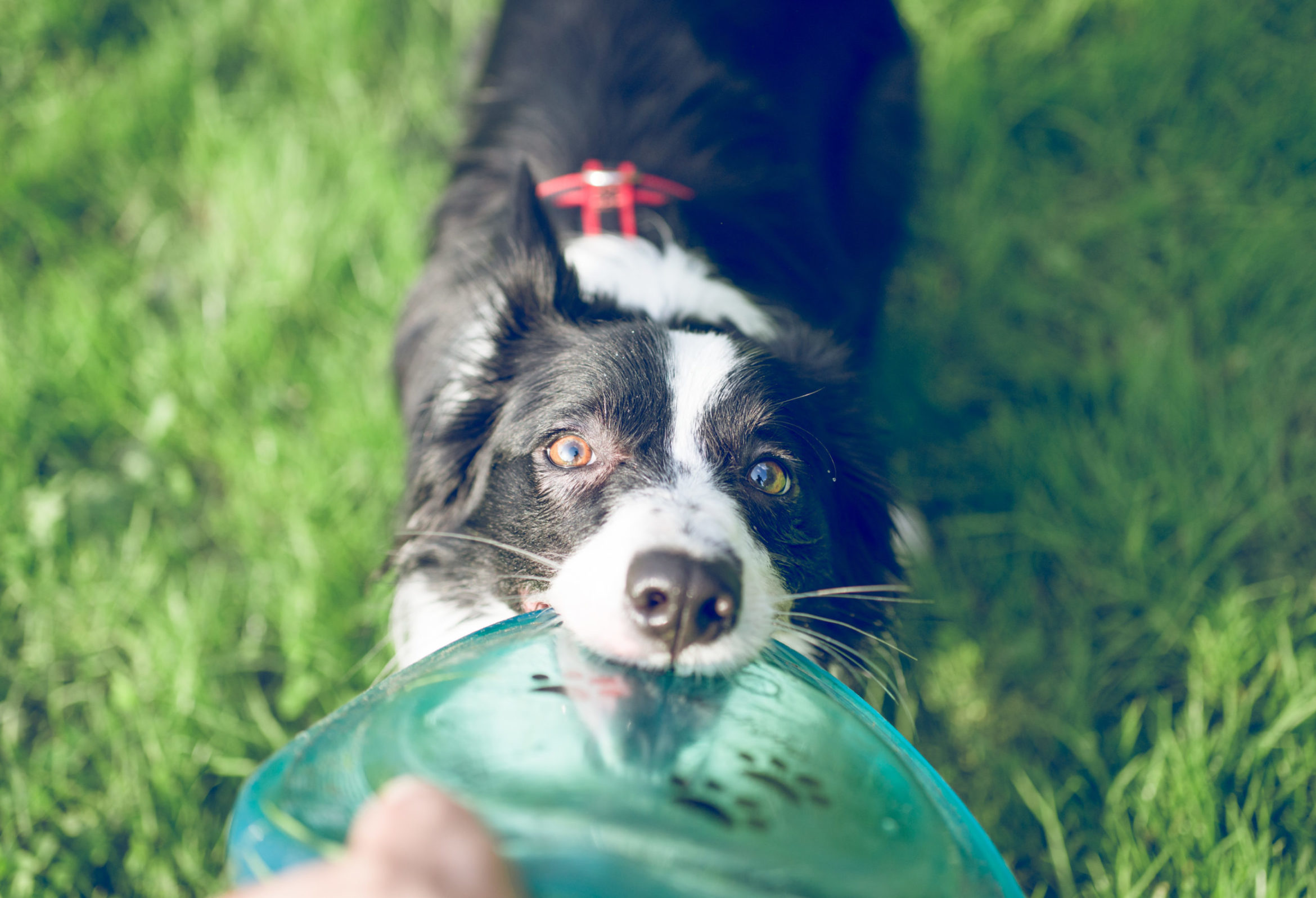 border-collie-dog-with-flying-disc-toy-scaled.jpg