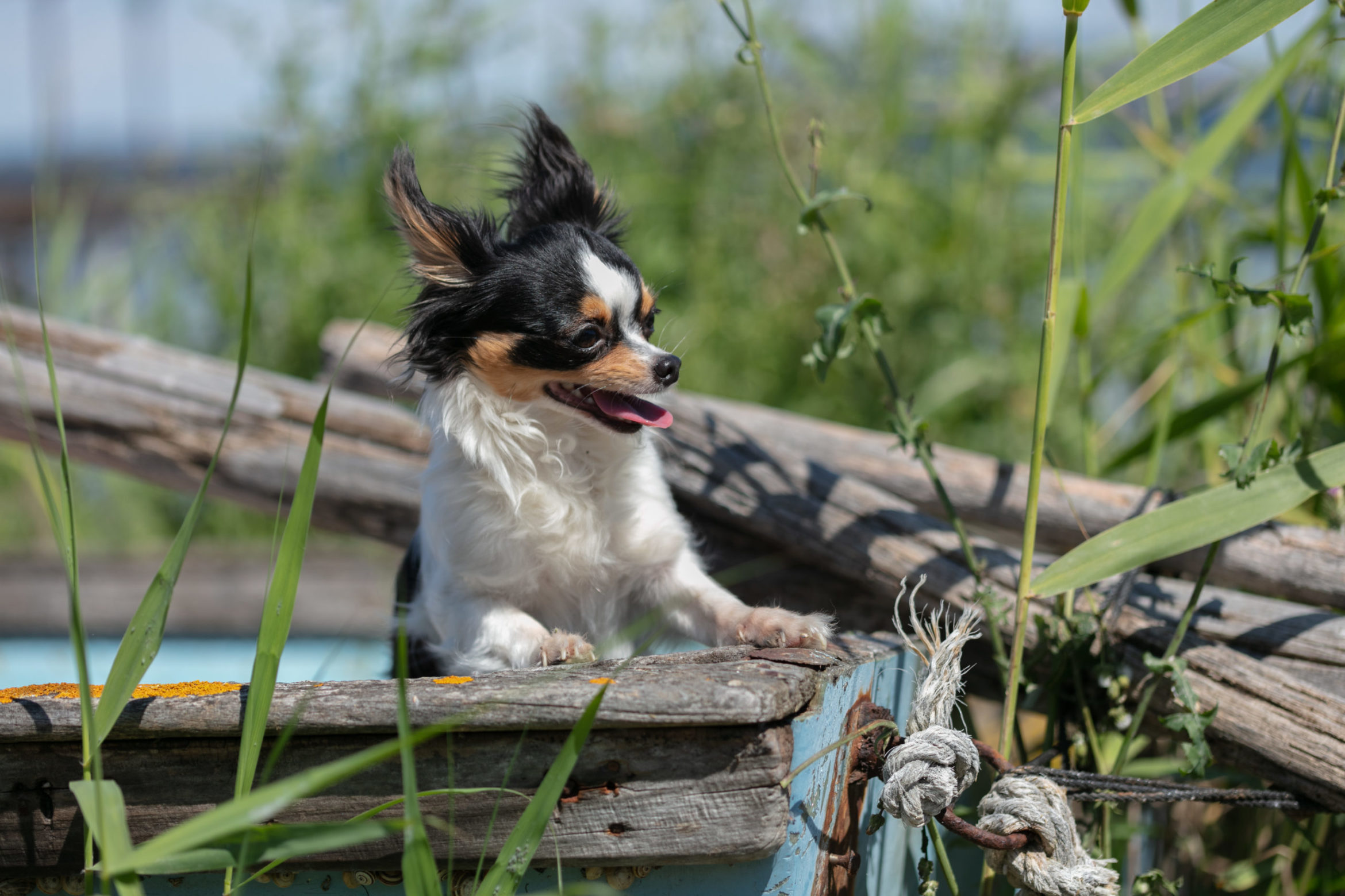chihuahua-old-blue-fishing-boat-wilderness-scaled.jpg