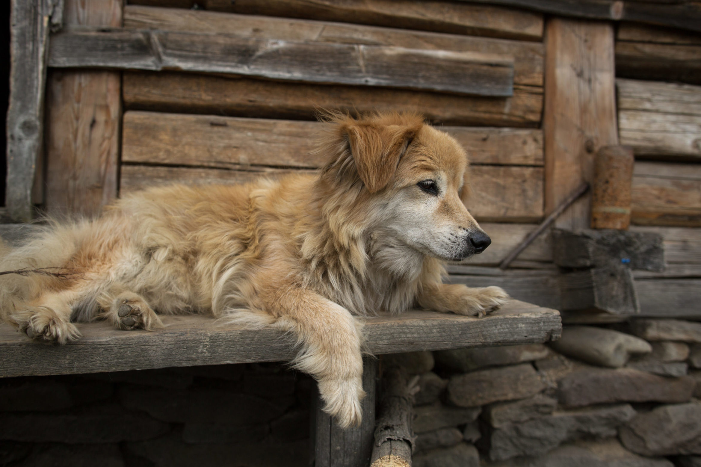close-up-cute-old-dog-lying-wooden-bench-scaled.jpg