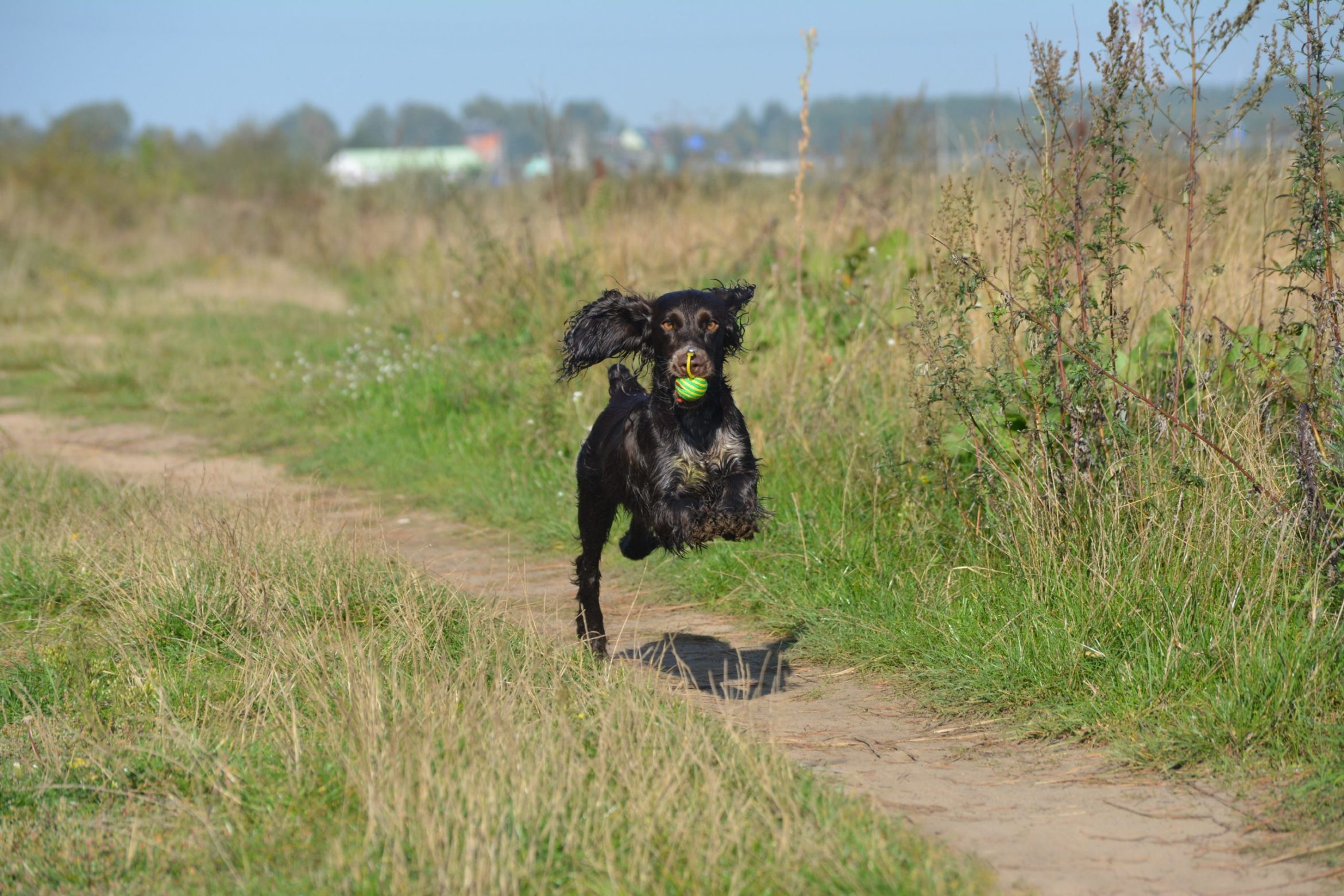 free-dog-russian-spaniel-breed-runs-with-ball-scaled.jpg