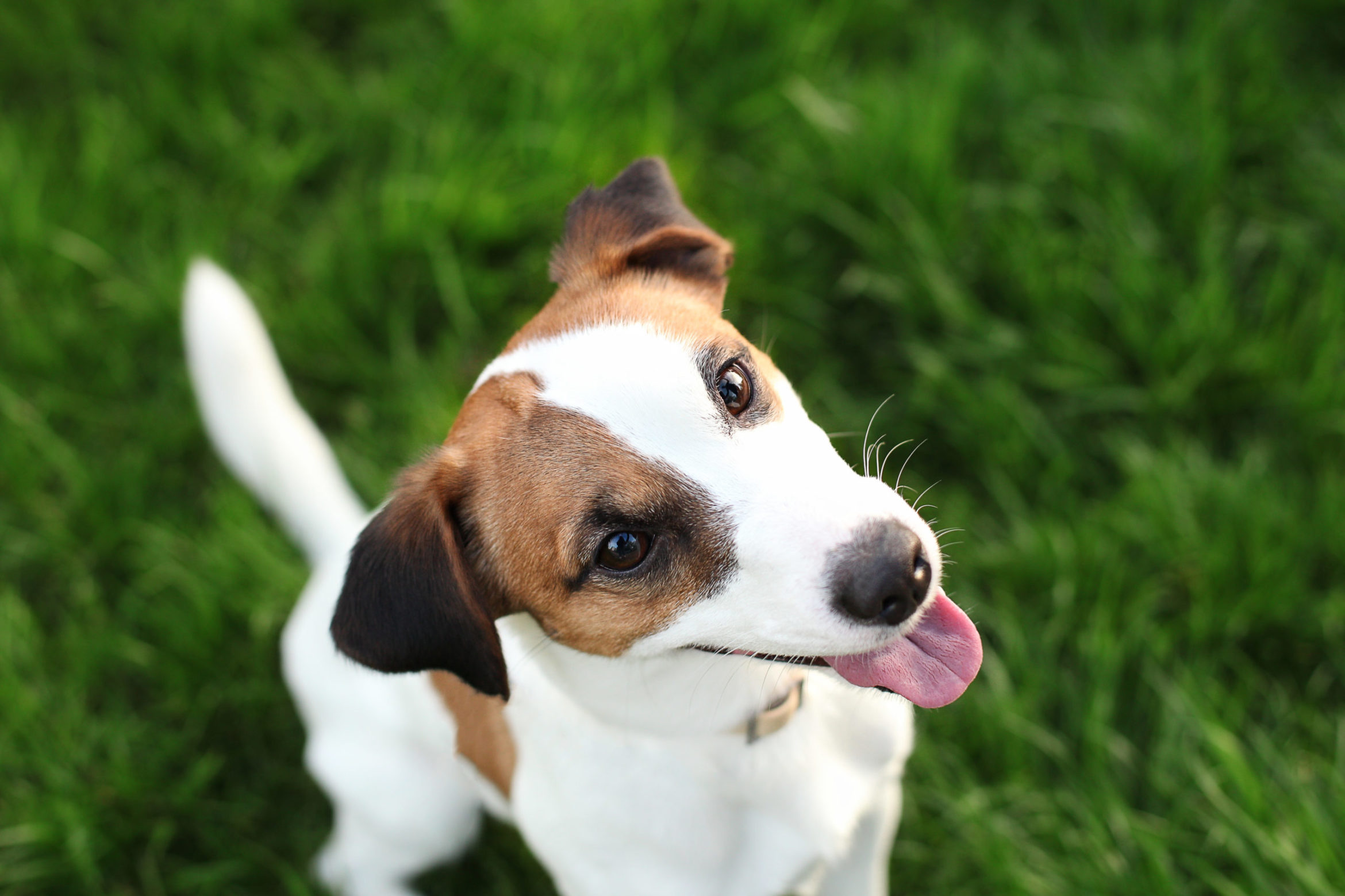 jack-russell-terrier-sticking-its-tongue-out-scaled.jpg