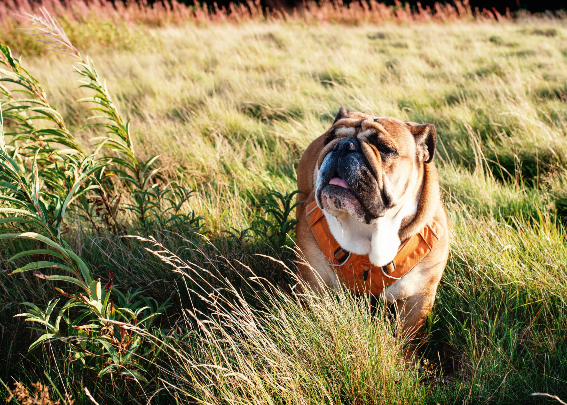 red-english-british-bulldog-dog-out-walk-looking-up-sitting-grass-scaled.jpg