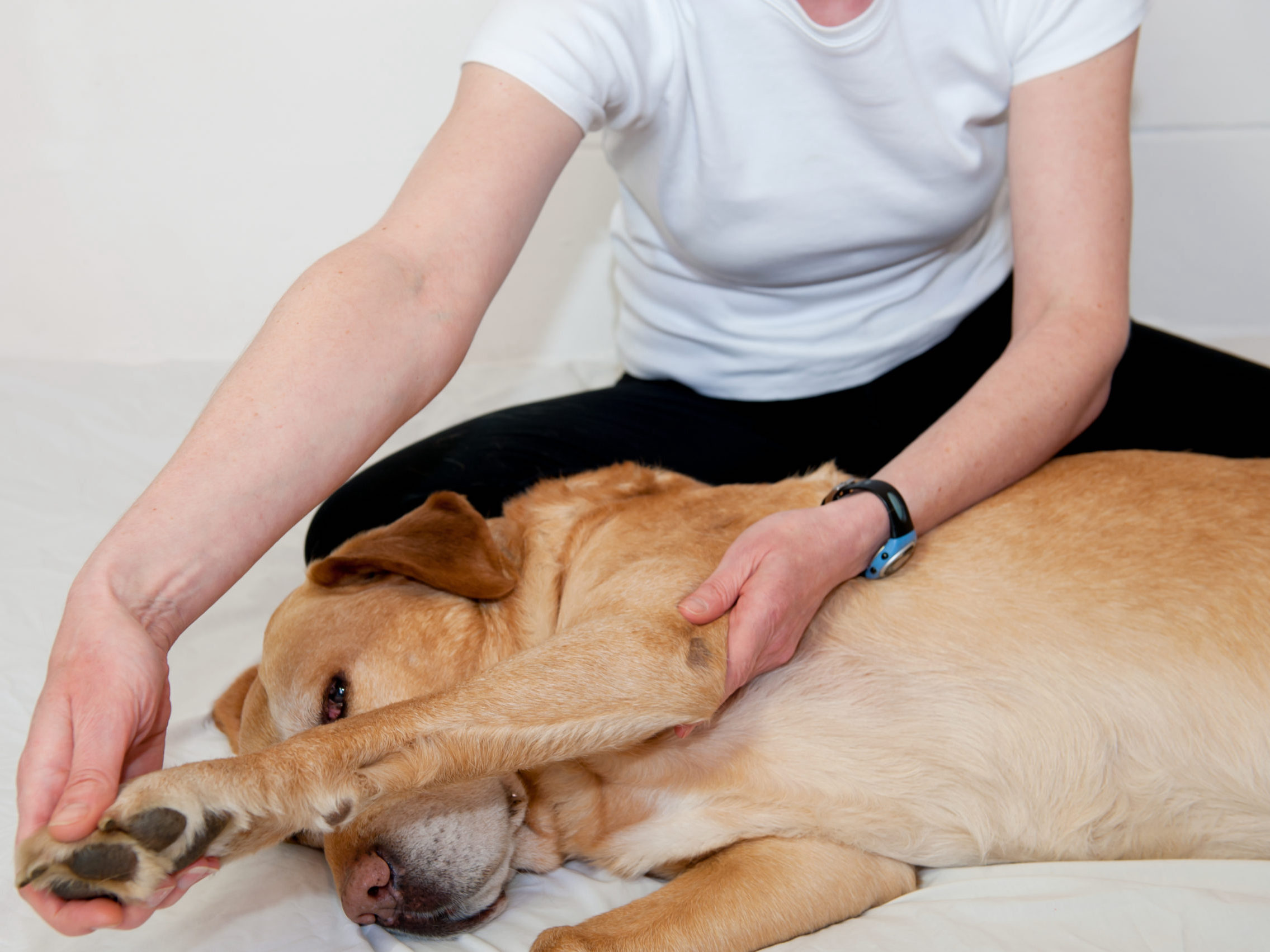 Massage_chien_caramel.jpeg
