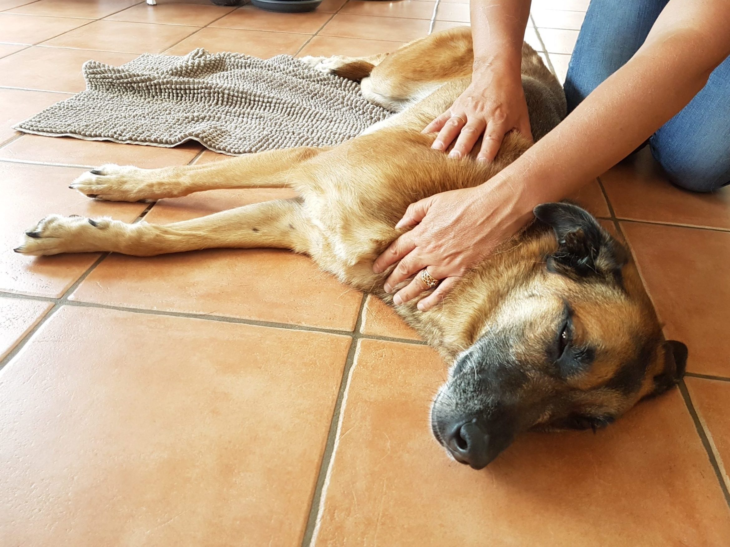 Massage_malinois_1.jpg