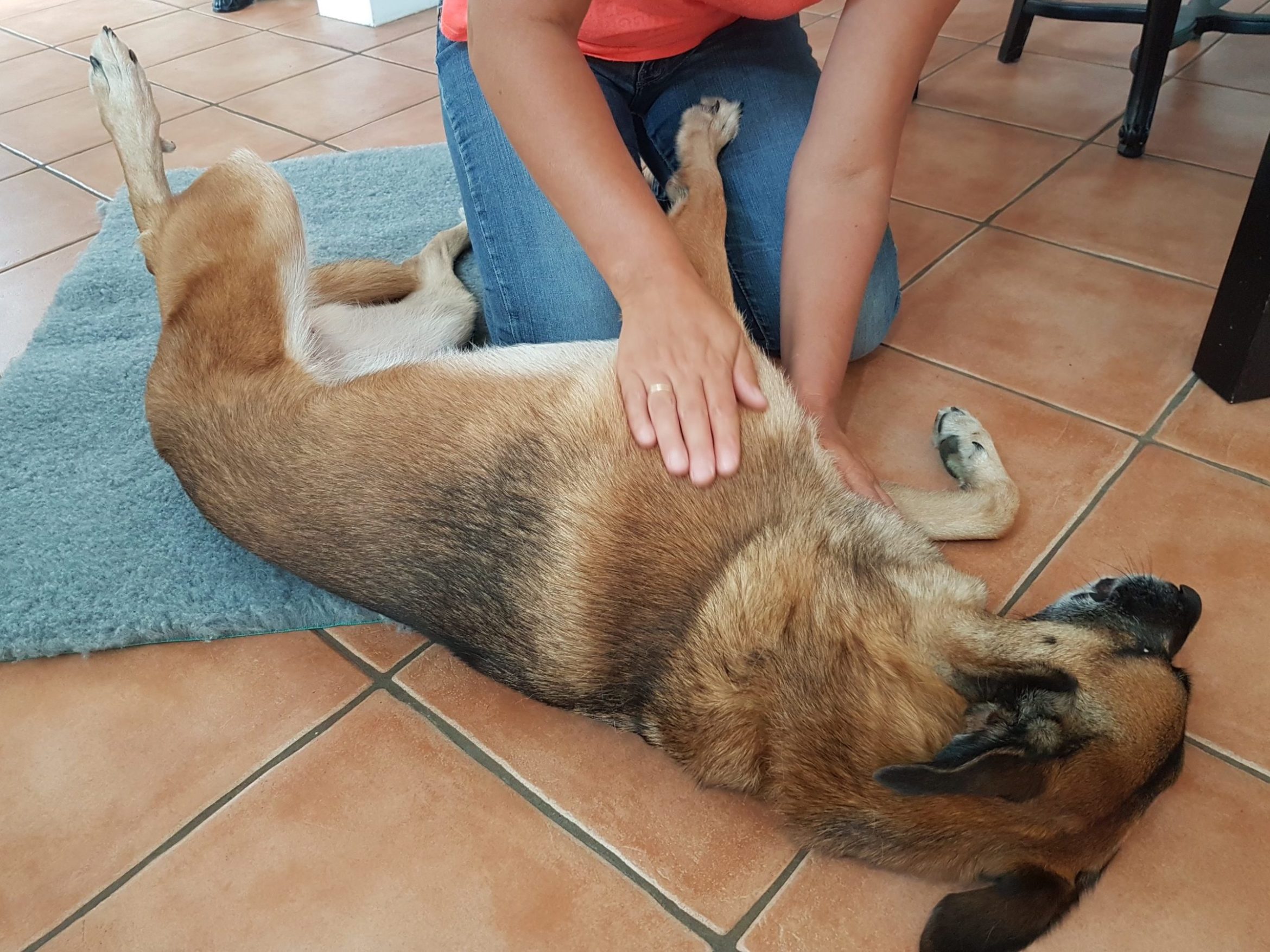 Massage_malinois_2.jpg
