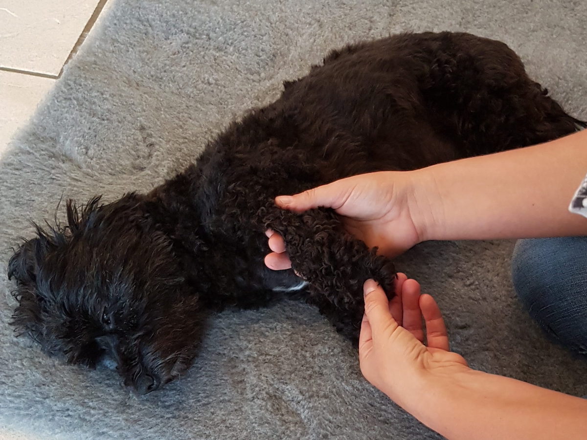 Massage_petit_chien_noir.jpg