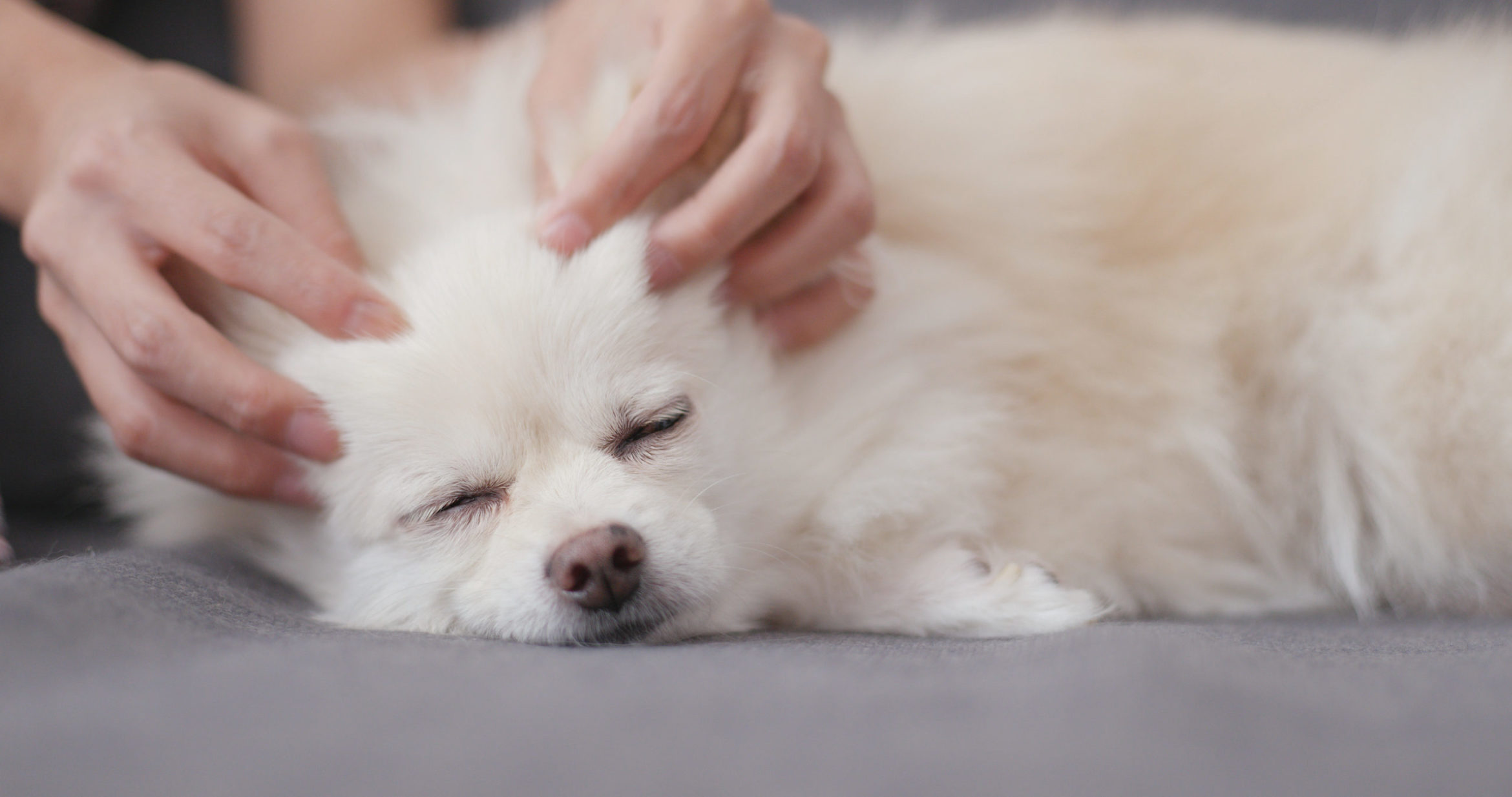 AdobeStock_184369885-scaled.jpeg