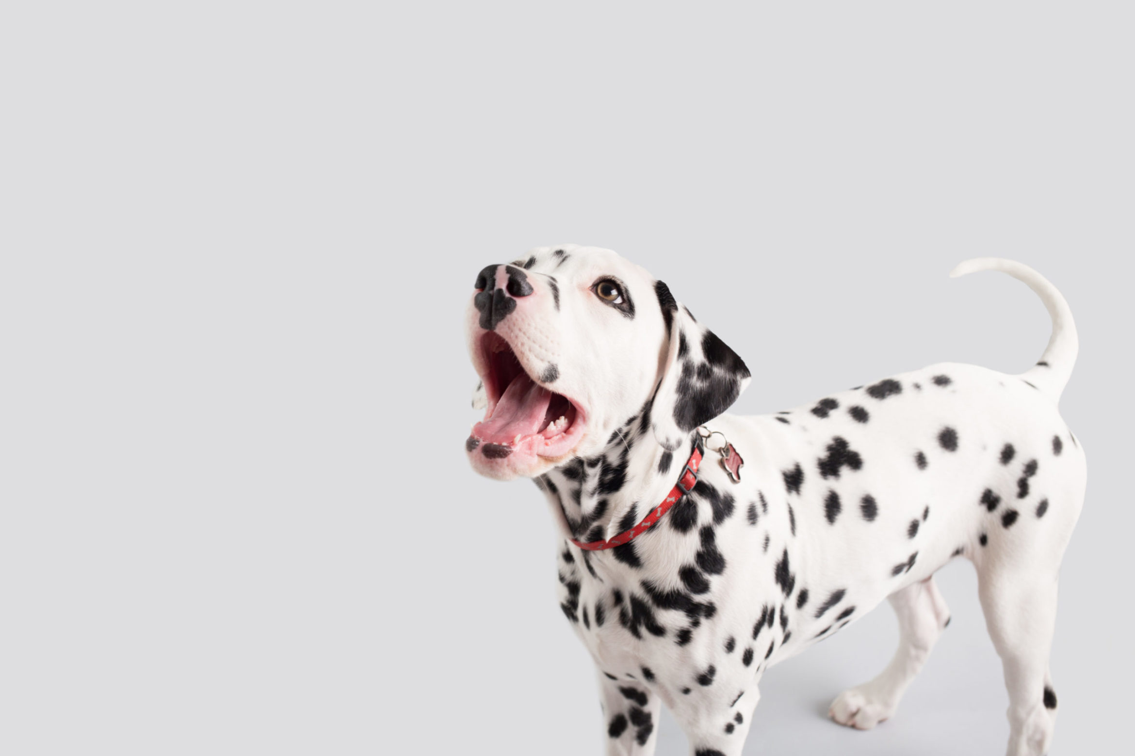 AdobeStock_200587807-scaled.jpeg