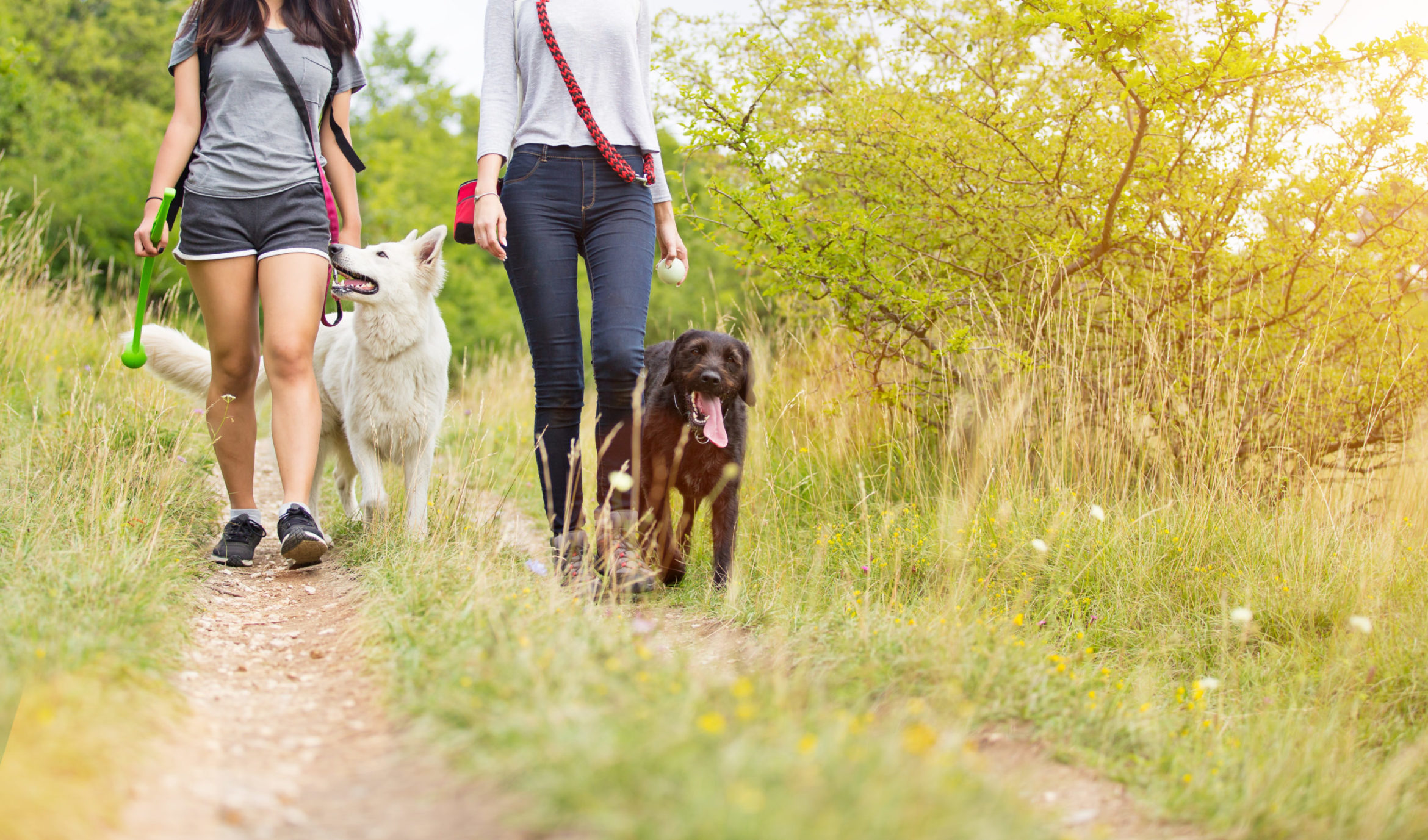 AdobeStock_209592367-scaled.jpeg