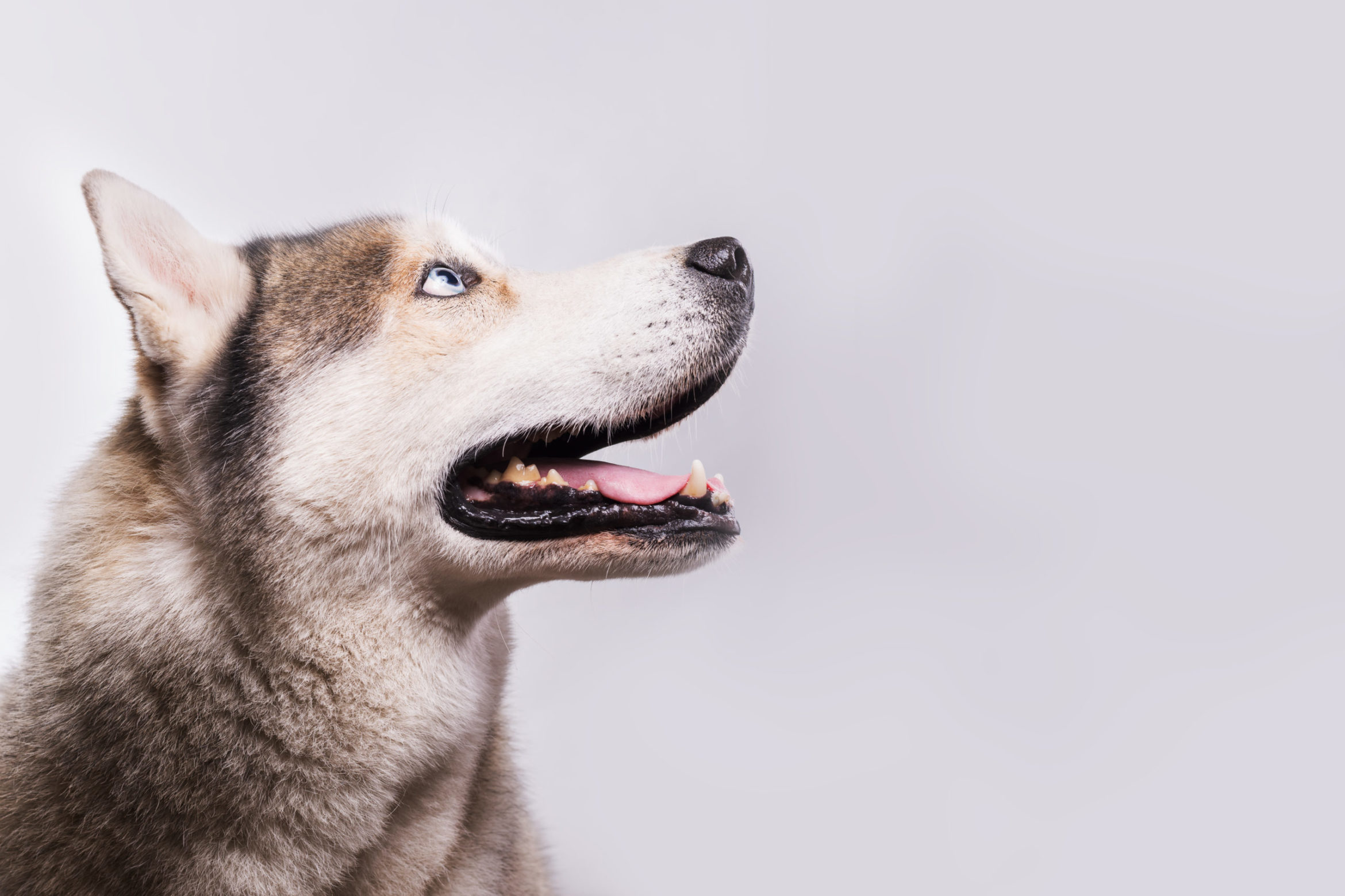 AdobeStock_277055513-scaled.jpeg