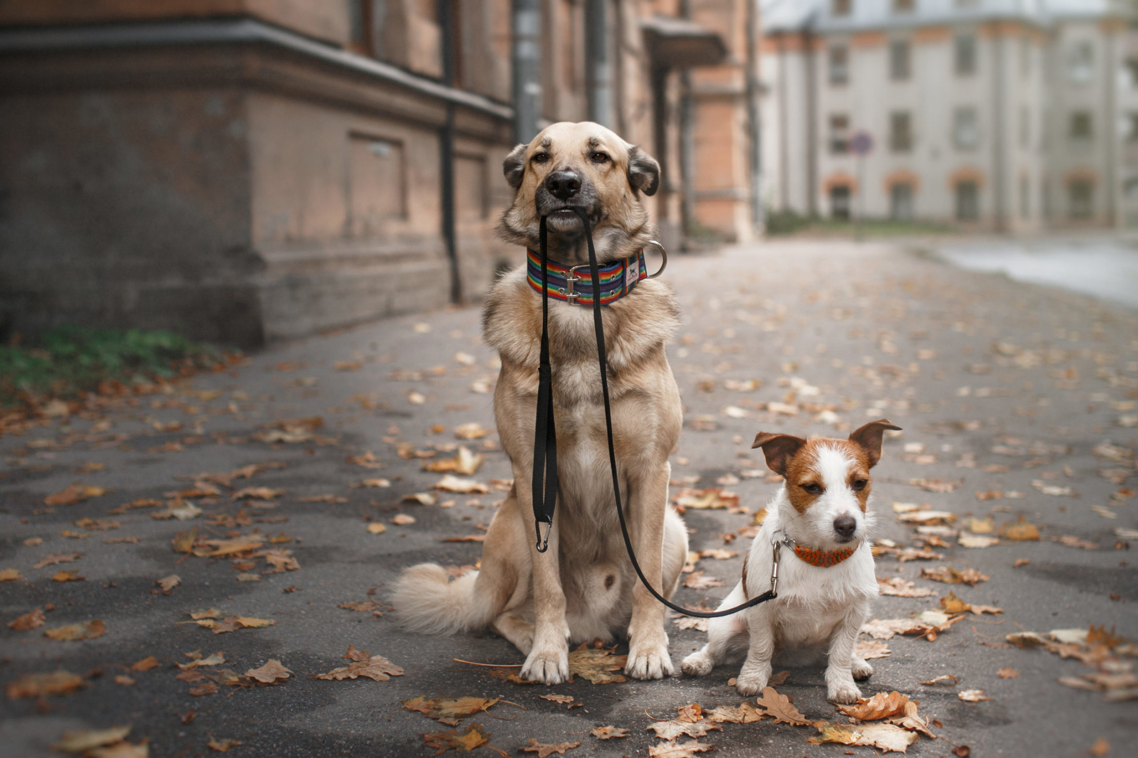AdobeStock_92983456-scaled.jpeg