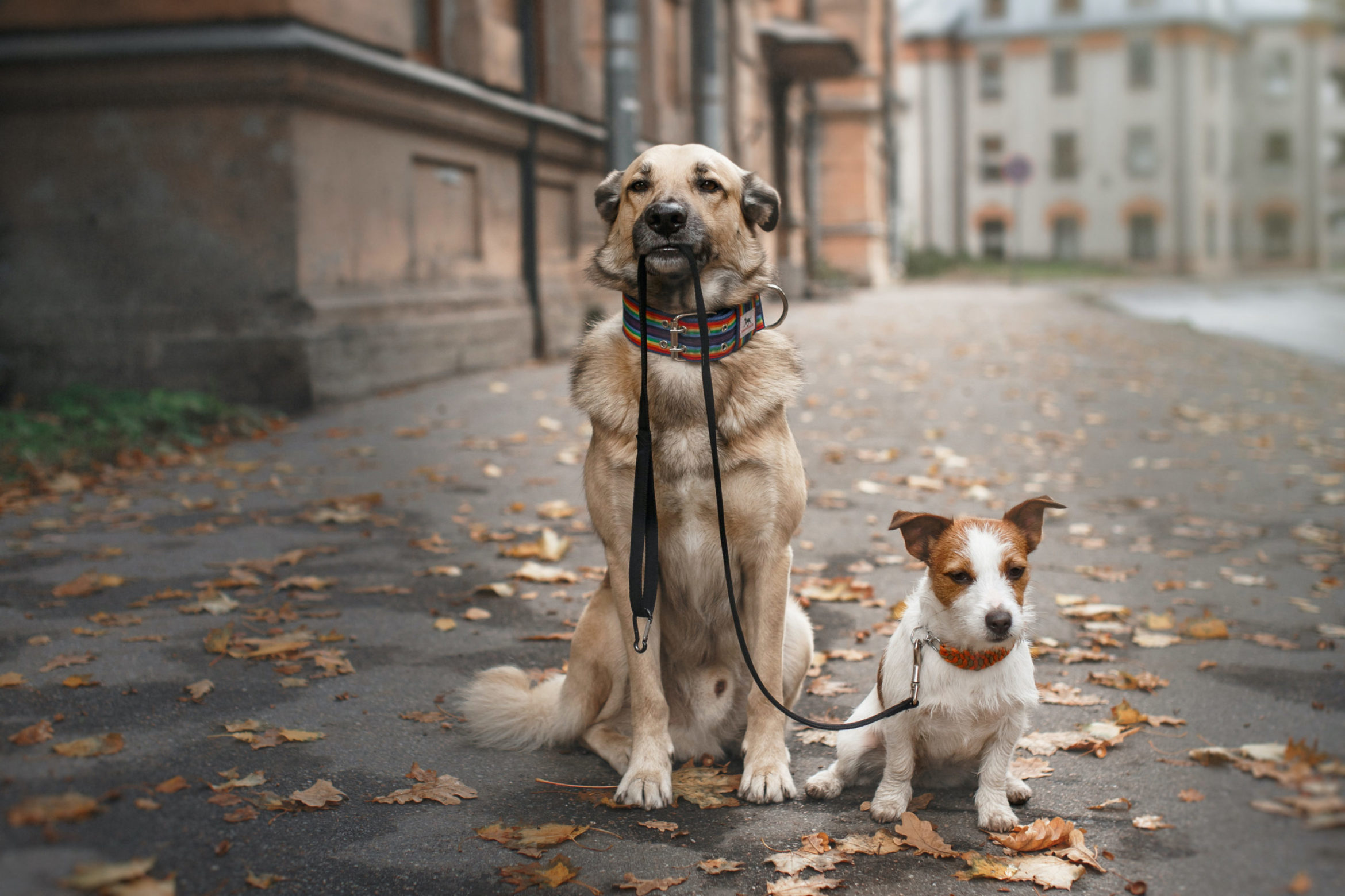 balade-2-chiens-en-ville-scaled.jpg