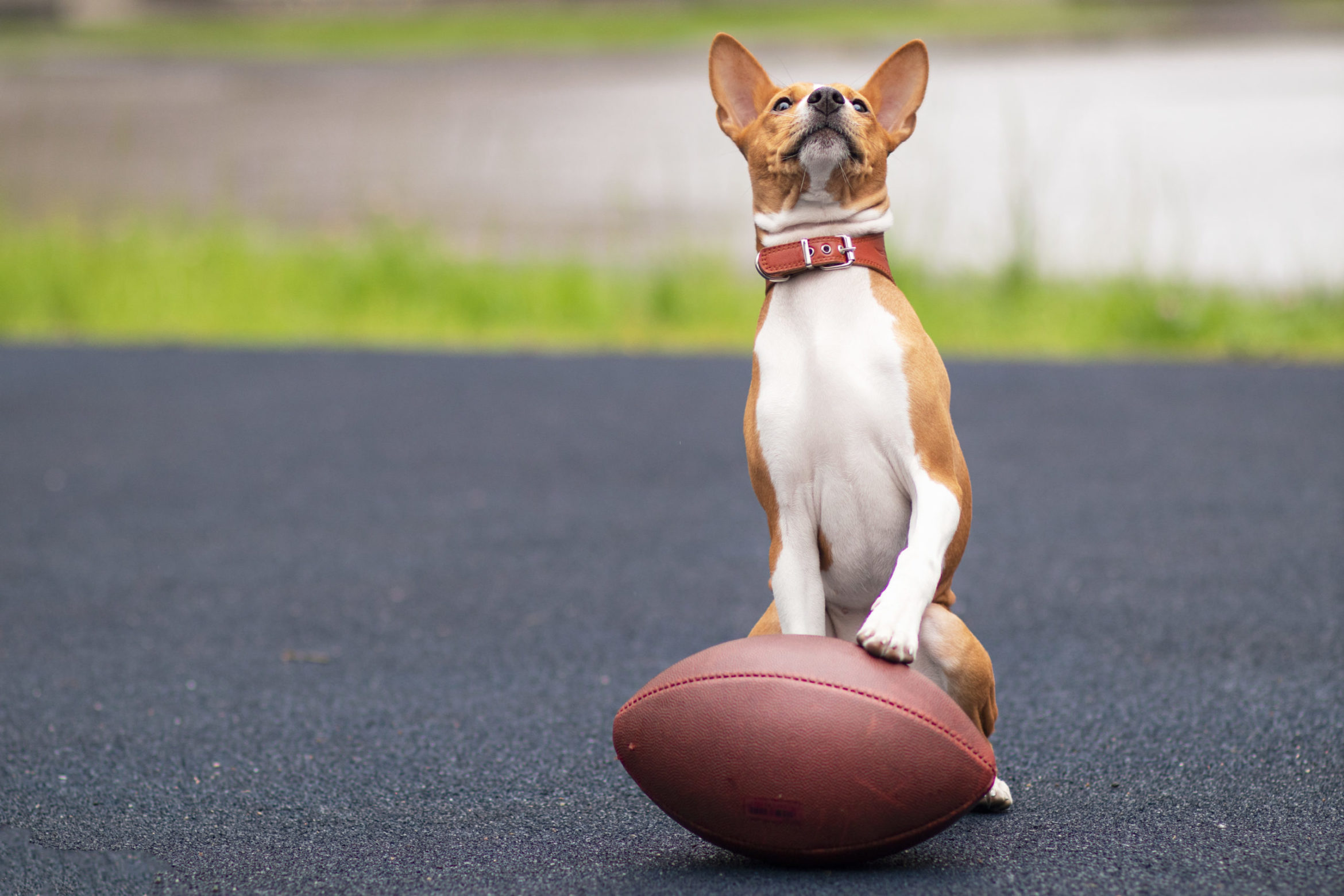 basenji-dog-with-ball-rugby-scaled.jpg