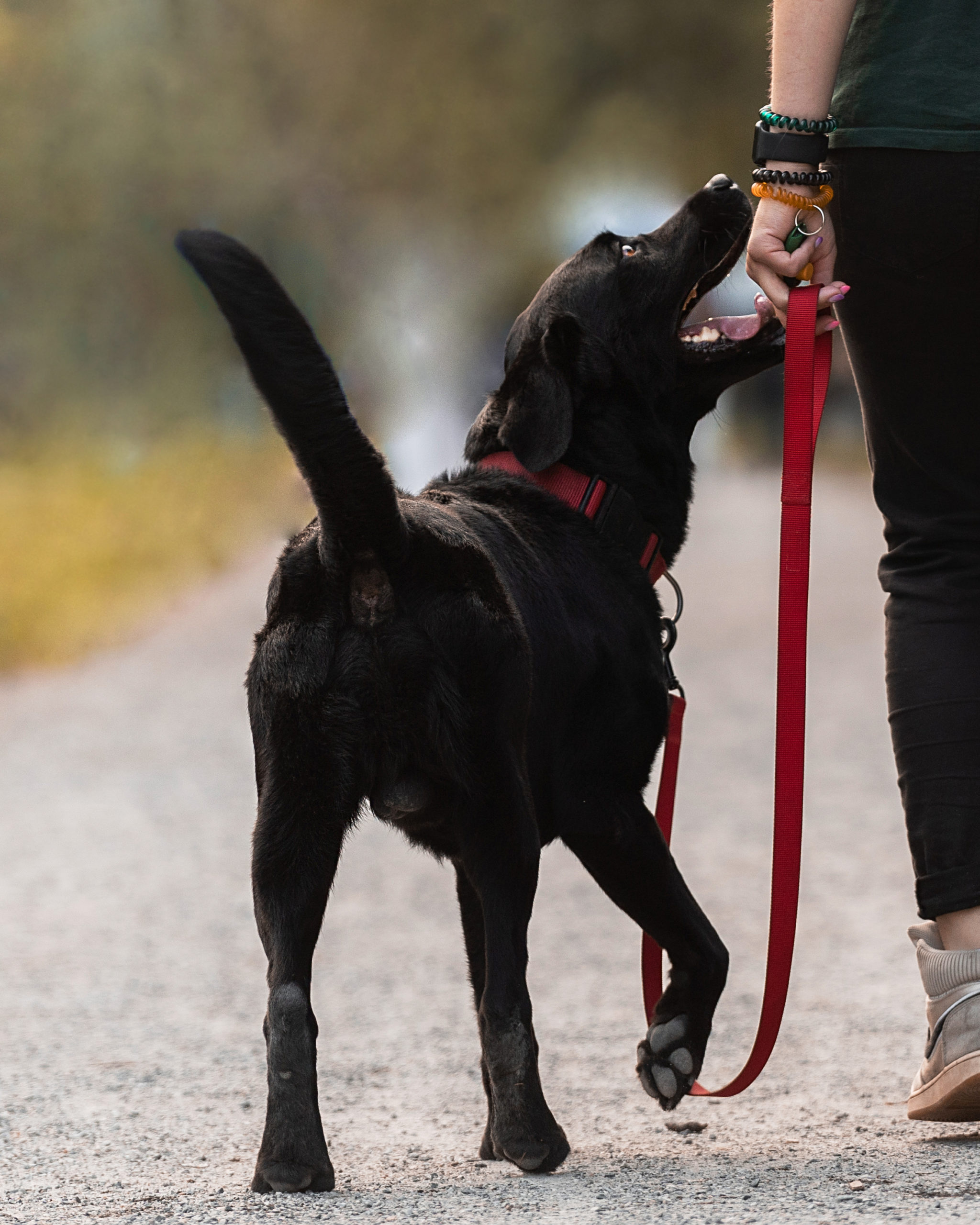 black-labrador-is-her-red-collar-leash-black-dog-1-scaled.jpg
