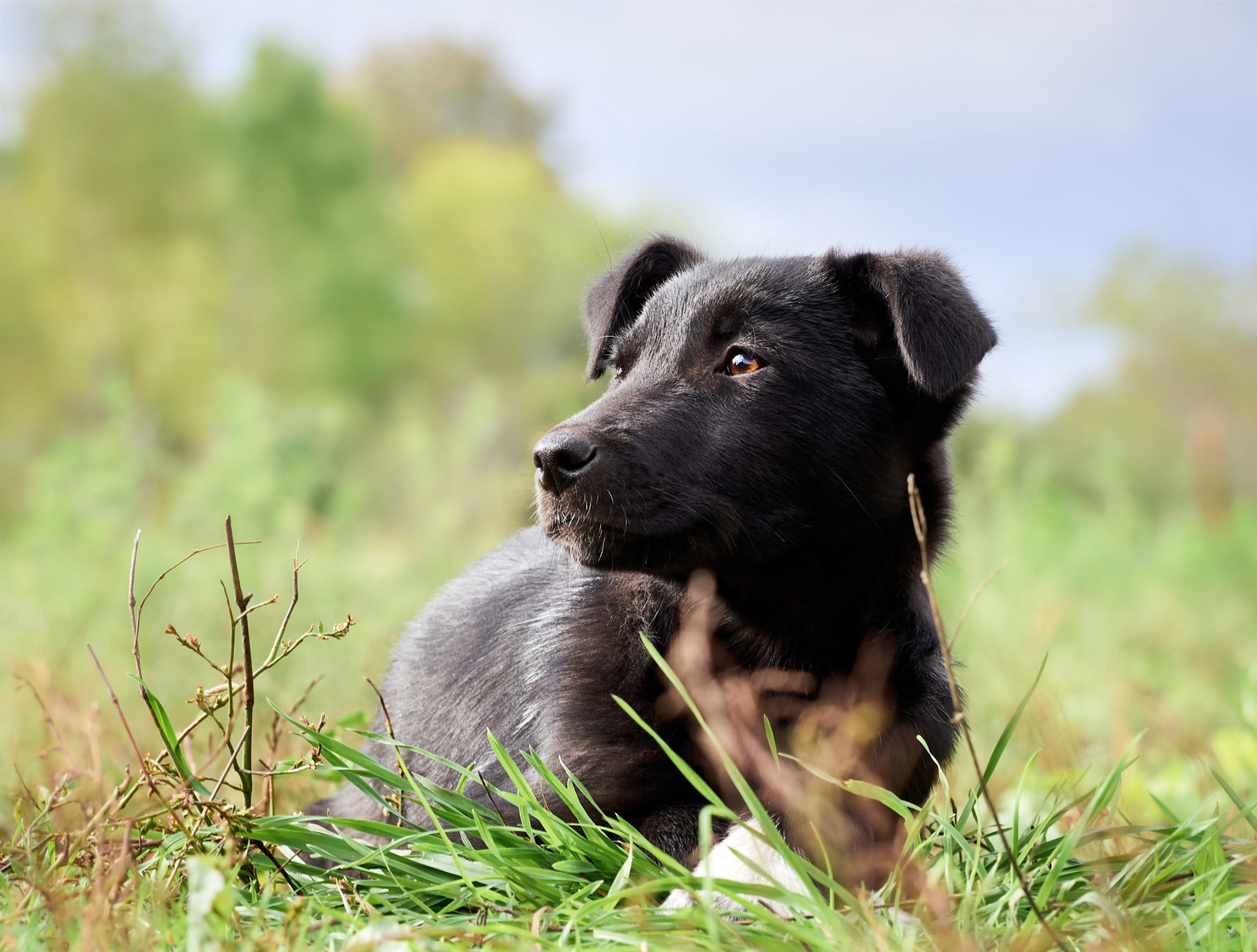 black-puppy-grass-park-scaled.jpg