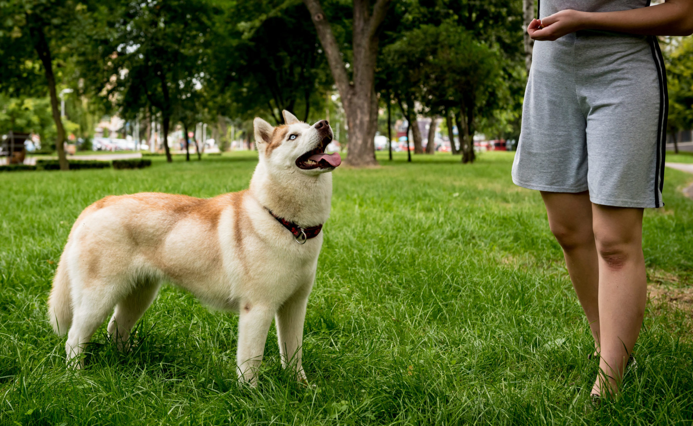 cute-husky-dog-park-scaled.jpg