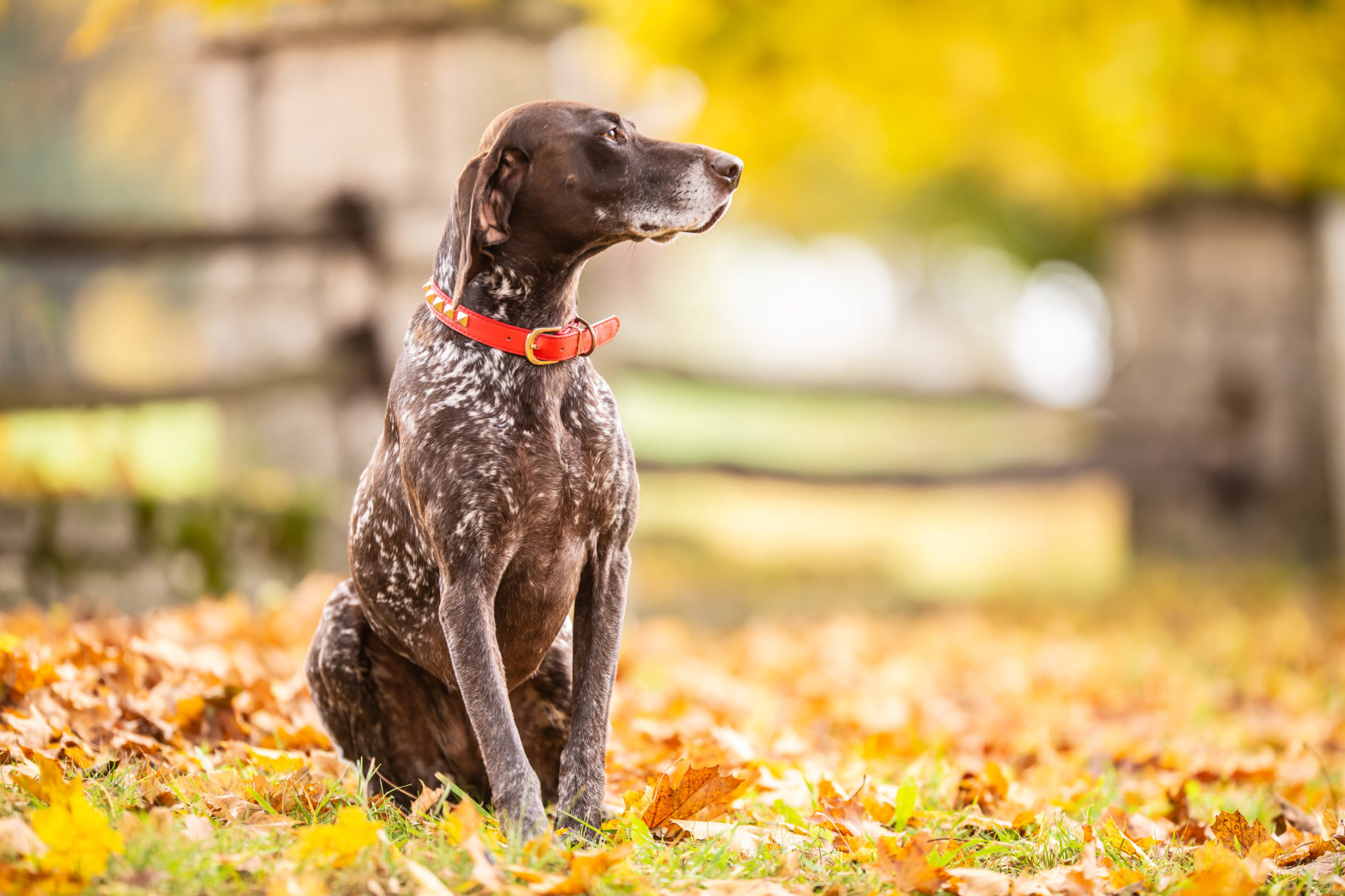 dog-sitting-park-during-autumn-day-scaled.jpg