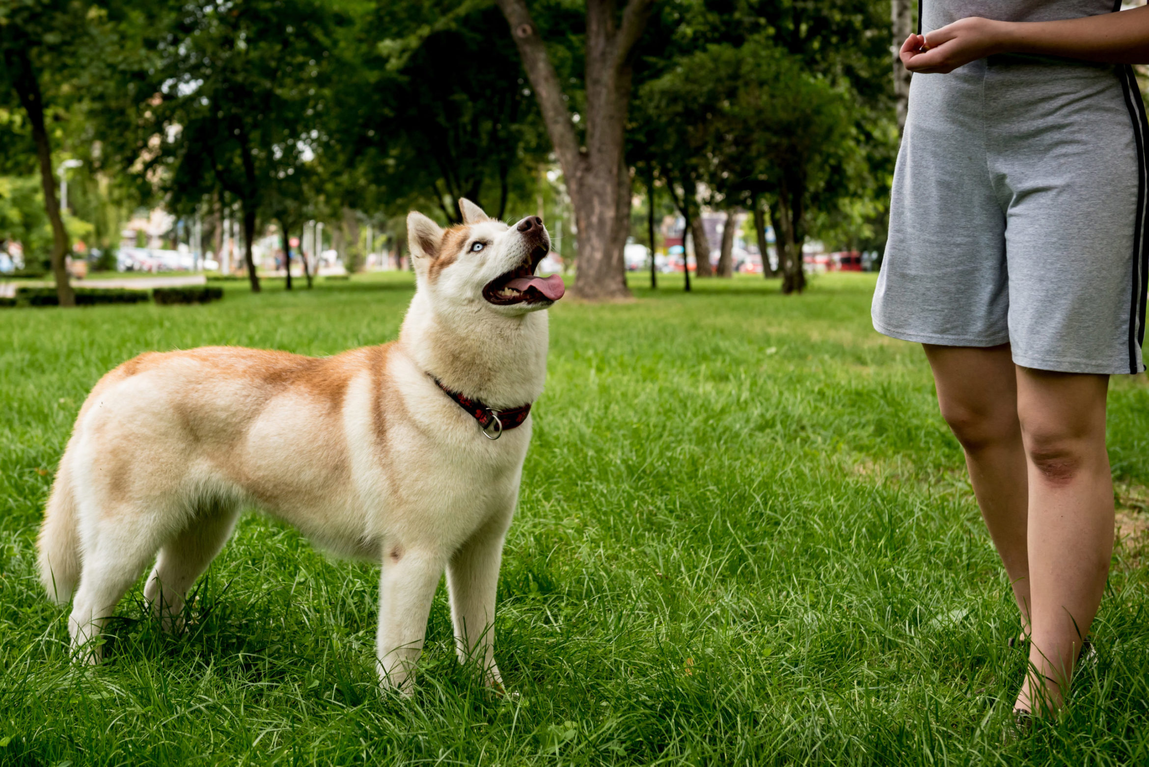 education-husky-scaled.jpg