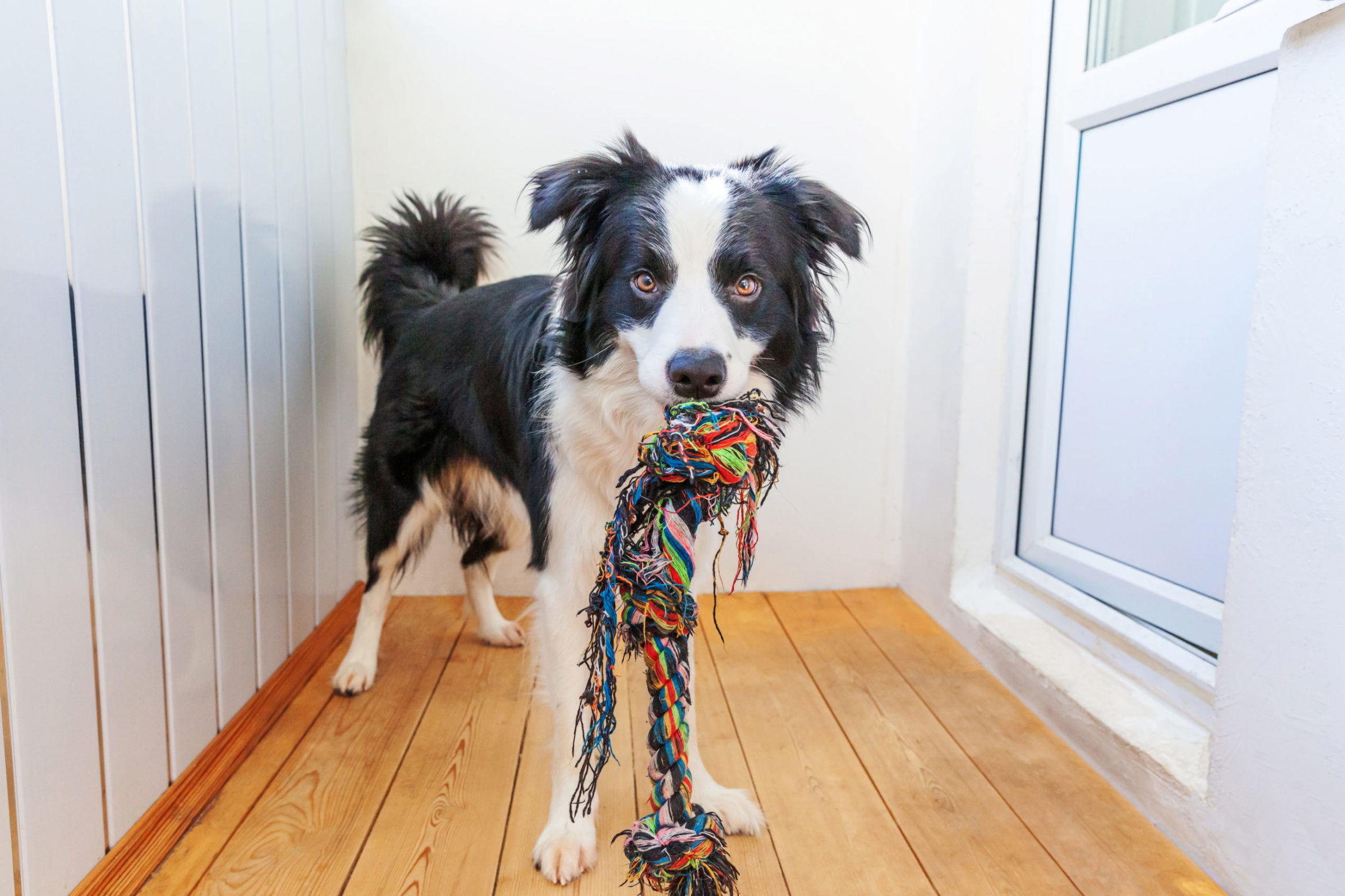 funny-portrait-cute-smiling-puppy-dog-border-collie-scaled.jpg