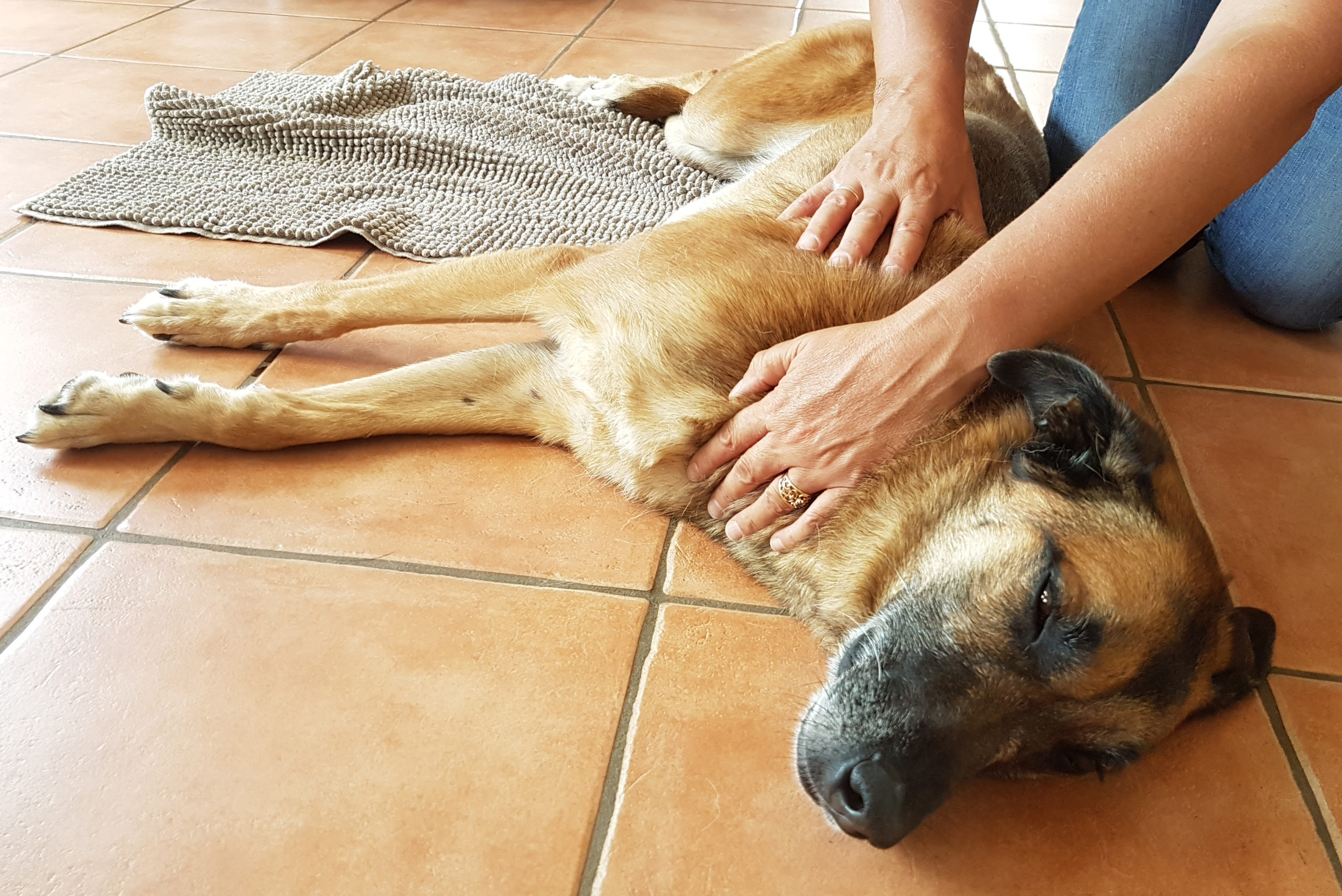 massage-malinois-1-scaled.jpg