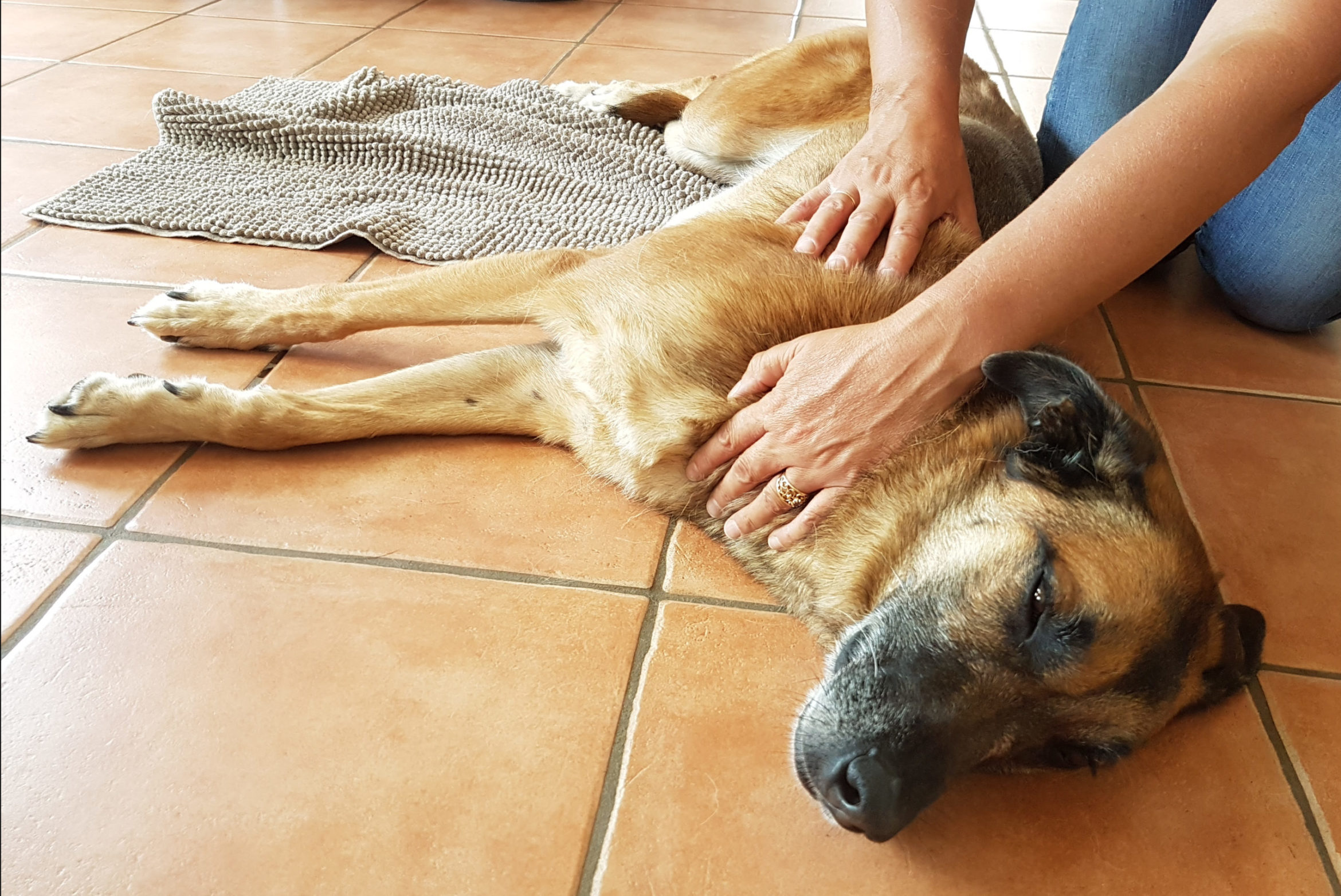 massage-malinois-scaled.jpg
