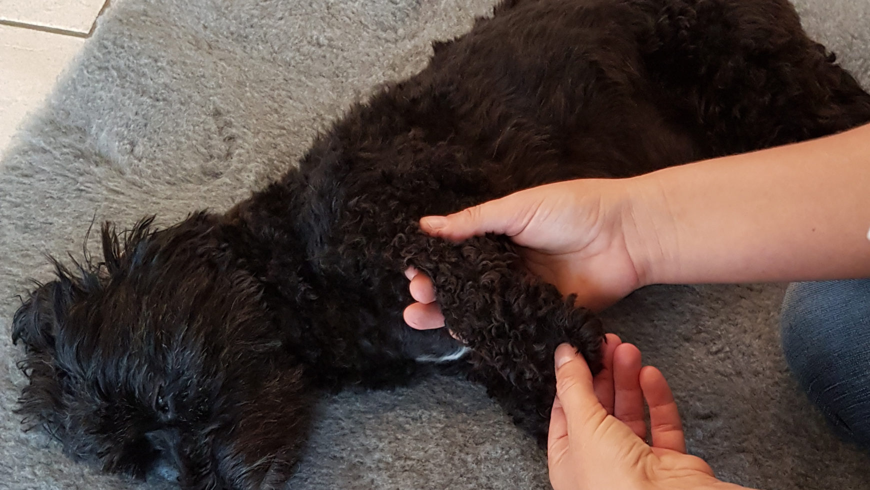 massage-petit chien noir