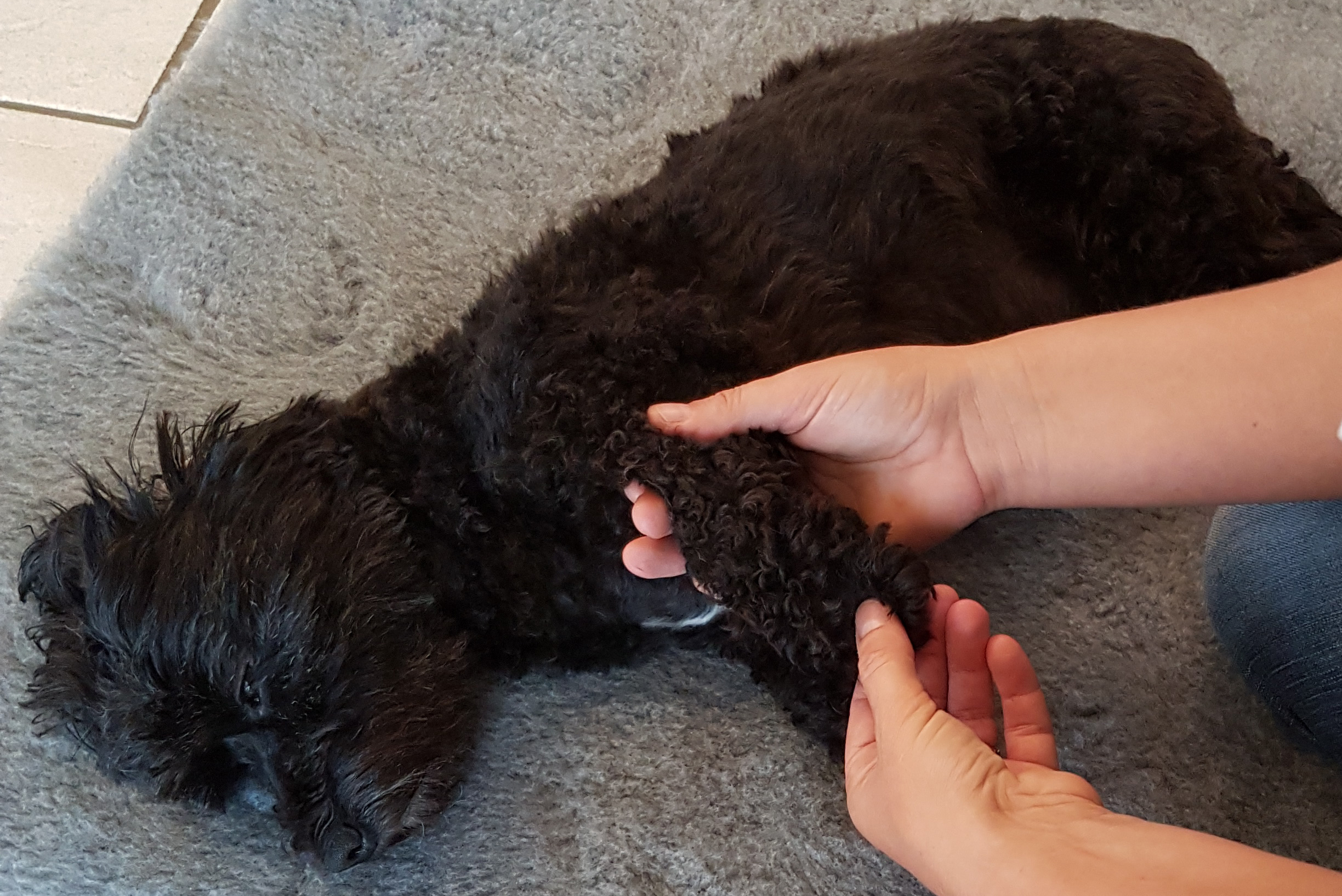 massage-petit-chien-noir.jpg