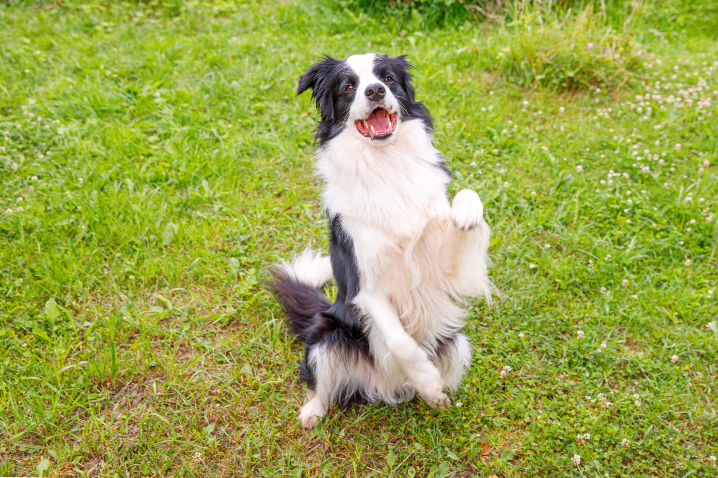 outdoor-portrait-cute-smiling-puppy-border-collie-sitting-grass-scaled.jpg