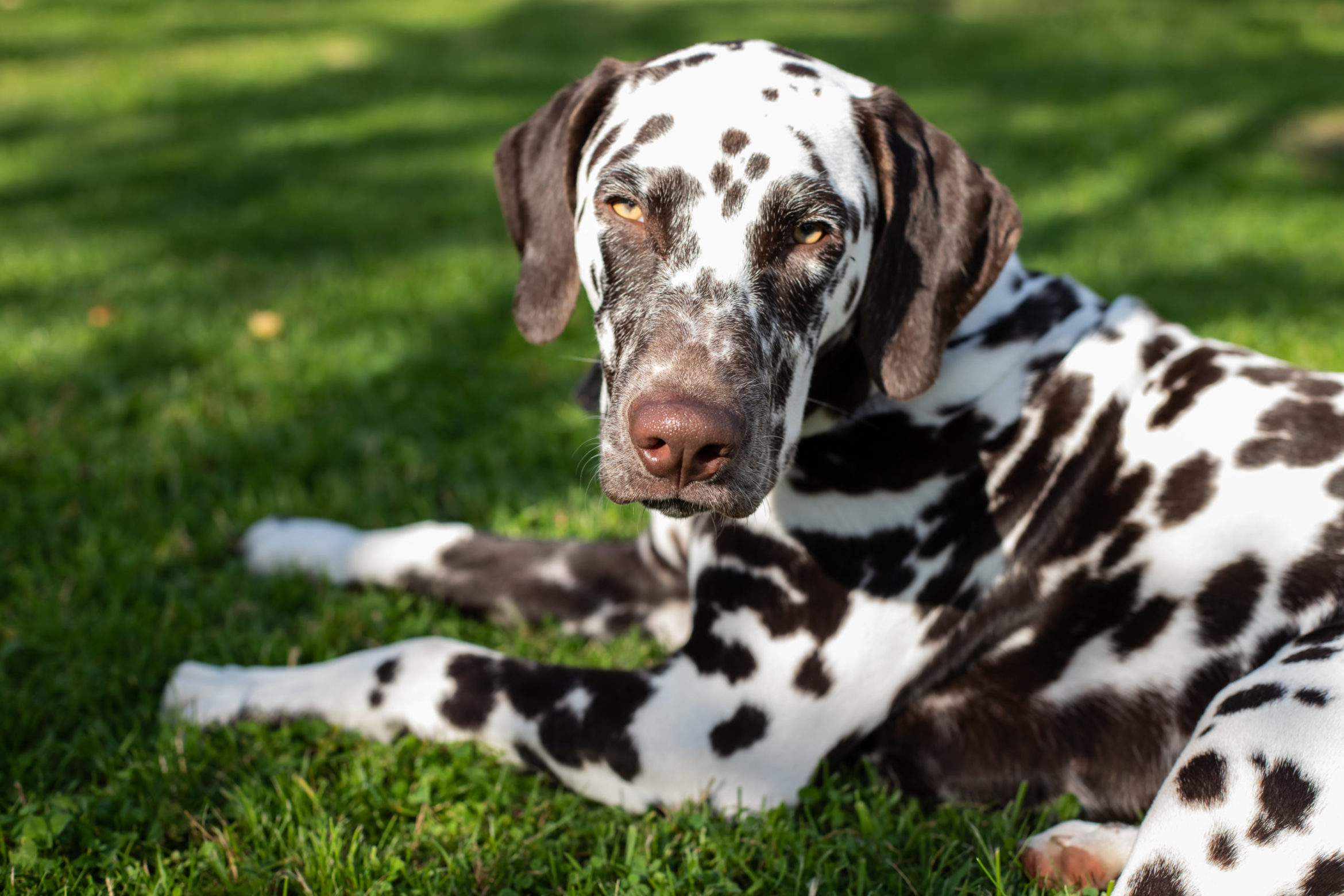 portrait-beautiful-dalmatian-bitch-garden-scaled.jpg