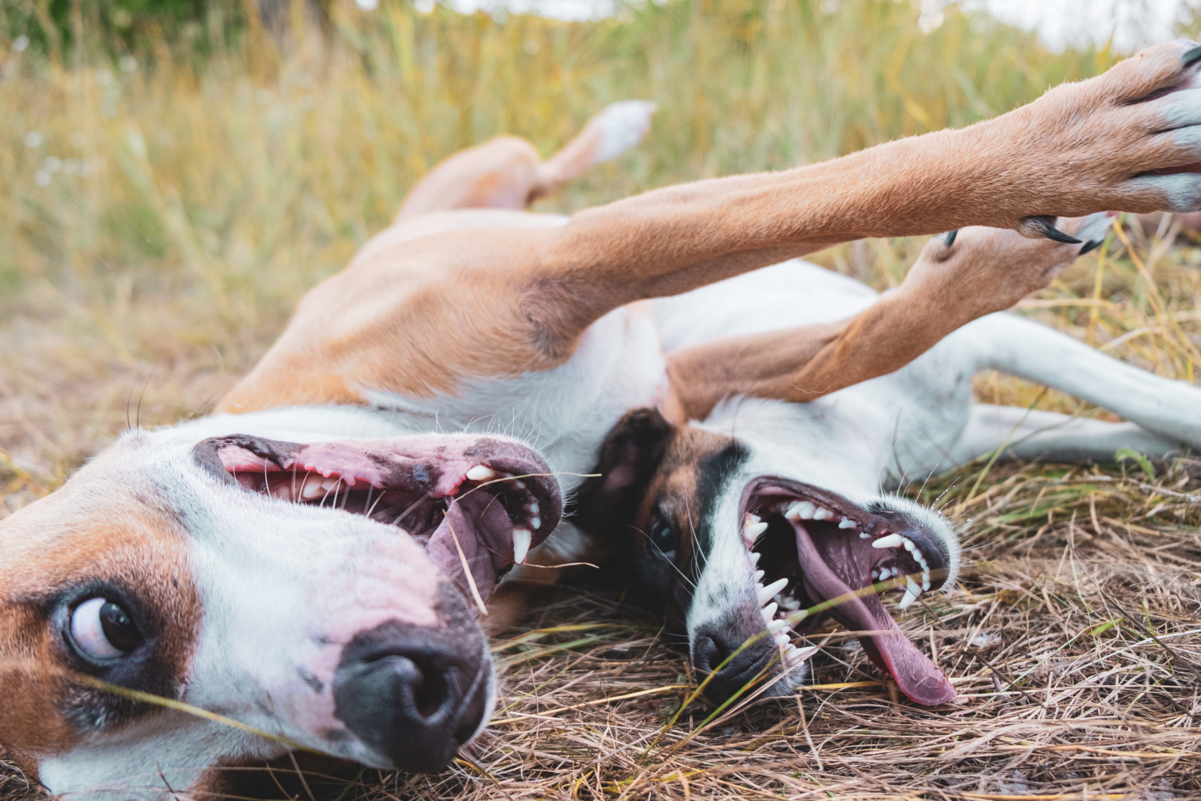 two-funny-crazy-dogs-having-fun-meadow-dog-puppy-play-outdoors-dynamic-shot-with-soft-focus-scaled.jpg