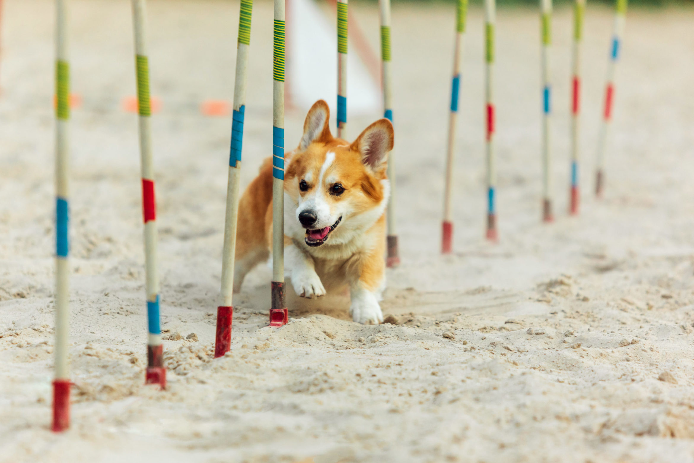 welsh-corgi-dog-performing-during-the-show-in-competition-scaled.jpg