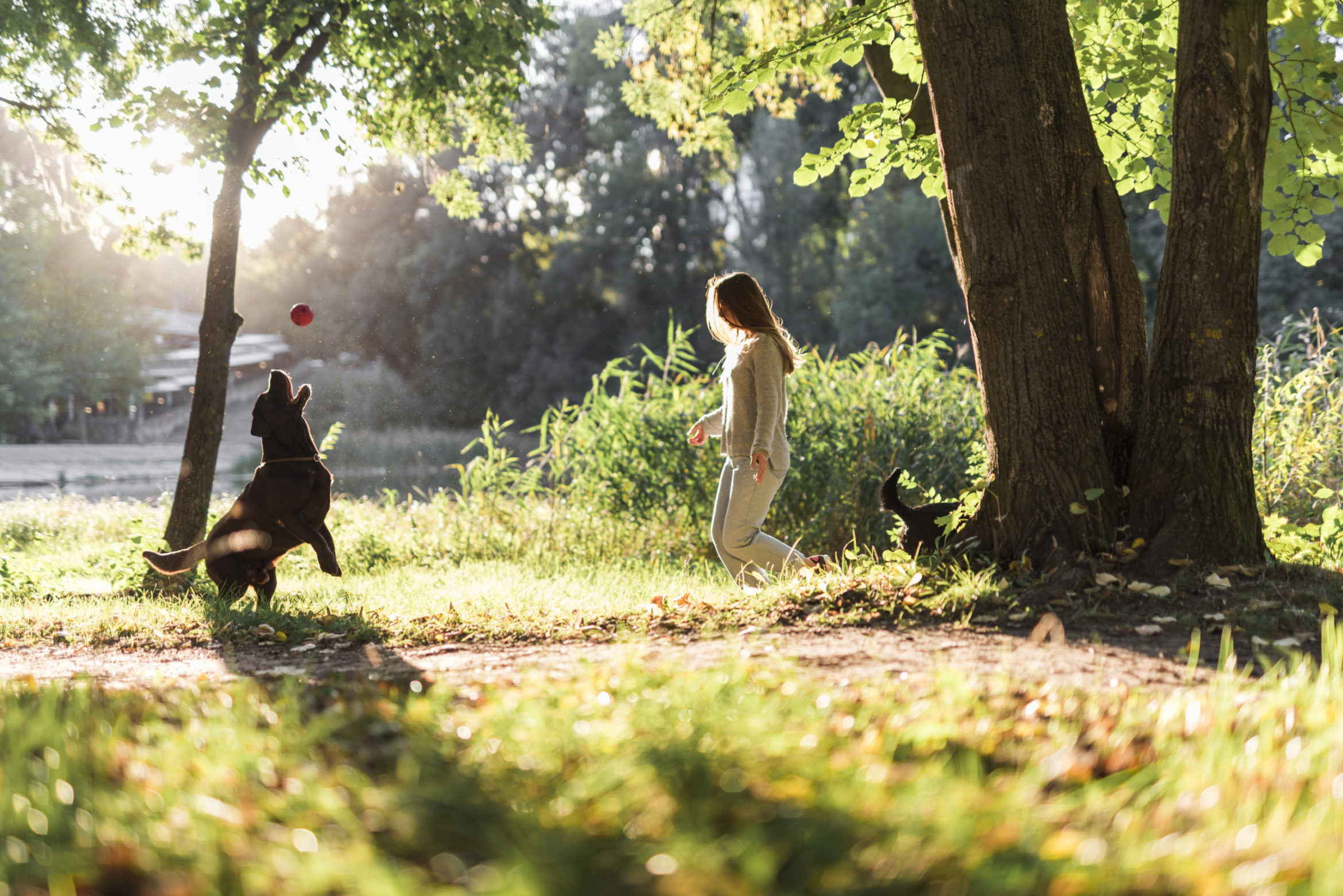 woman-labrador-playing-with-ball-park-scaled.jpg