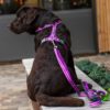 Dog Copenhagen Harnais – Image 10