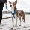 Dog Copenhagen Harnais