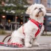 Dog Copenhagen Harnais – Image 6