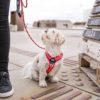 Dog Copenhagen Harnais – Image 8