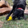 SodaPup - Ourson – Image 2