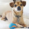 Chuckit! Ultra Squeaker Ball – Image 5