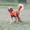 Chuckit! Ultra Squeaker Ball – Image 4