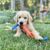 Chuckit! Breathe Right Bumper – Image 3