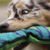 Outward Hound - Serpent bleu – Image 3
