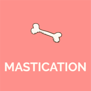 Mastication