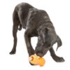 WestPaw - Qwizl – Image 3