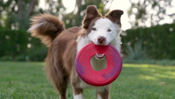 WestPaw - Frisbee SAILZ – Image 2