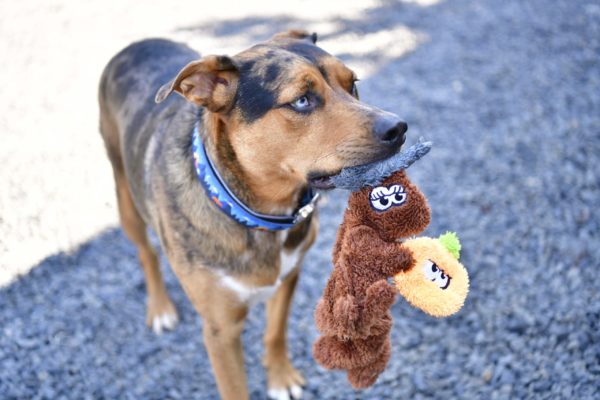 Cycle Dog - Ecureuil – Image 3