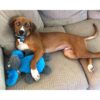 Cycle Dog - Moose – Image 2
