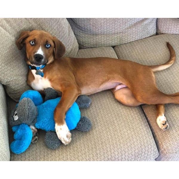 Cycle Dog - Moose – Image 2