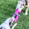 Cycle Dog - Springy 2 tailles – Image 7