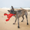 KONG Belly Flops – Image 3