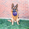 KONG Flexball – Image 3